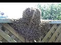 Honeybee swarm on our fence - Oakland, CA