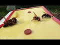Outsmarting the Giant Hornets: Beekeeper's Innovative Method to Protect Honeybees
