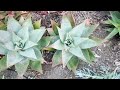 Mastering Aloe: Care, Propagation, Rescue, and More!