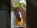 cara menanam anggur dari bibit sampai panen