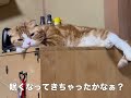 【ストレス発散】スコティッシュ猫みかん君のリラックスタイム！！ストレスを吹き飛ばす方法とはwリラックスが1番にゃ〜！！