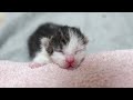 Newborn Kittens Can't Drink Milk! 🍼 Abandoned Under a Bridge