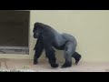 Baby Gorilla Annoying Giant Gorilla Male Watch What He Does ?