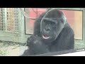 Little gorilla Kintaro is caught off guard by Dad Momotaro.｜Momotaro family