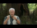 Albino Redwoods, Ghosts of the Forest: Science on the SPOT