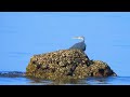 Eastern Reef-Heron is a marine bird (Egretta sacra)