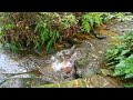 Relaxing sounds of a water way | Katoomba NSW