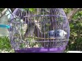 Grey Singer Finch - Best singer bird