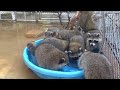 Last Pool Party Raccoons