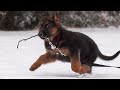 German Shepherd Puppy - Watch this before getting one!