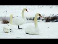 4K Colorful Swan - Beautiful Birds Sound in the Forest | Bird Melodies