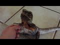 Australian frilled dragon freak out!