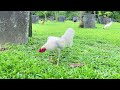 WHITE KELSO - JML FARMS Bacolod - James Marquez Lim - Quality Gamefowl in the Philippines...