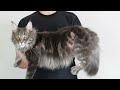 15 Ways Maine Coons Act Like Dogs