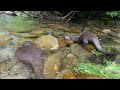 [Original Video] Otter Addicted to Moss