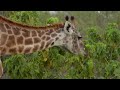 Maasai Mara - The Big Hunt | Free Documentary Nature