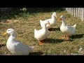 Silly ducks #quackity #quack #silly #ducks