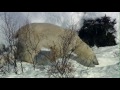 Das Abenteuer der Eisbärenkinder: Eisbärenkinder beim Spielen