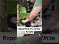 White Knight Repot