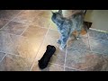 This kitten hunts socks.