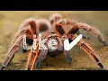 Differences between tarantulas & true spiders