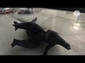 Godzilla Stopmotion: Godzilla vs Hedorah