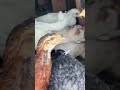 Update on chickens and ducks