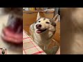 New Funny animal 2024 🤣Funniest Dogs And Cats Videos 🐱🐶