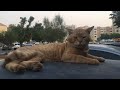 Lovely Dubai Stray Cat
