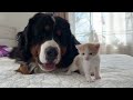 Tiny Kitten Reacts to a Big Dog