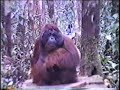 Orangutans mating in the wilds of Borneo