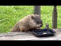 Groundhog eating banana