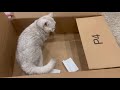 Someone hiding in the Box | Cute Cat love boxes