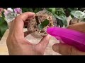 How to Make Small Orchid From Fast Growing Twigs