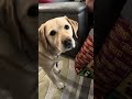 Service Dog Wesley Confused by Coins