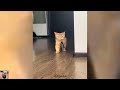 😹🐶 Funniest Cats And Dogs Videos 😁 - Best Funny Animal Videos 2024 🥰Part 7