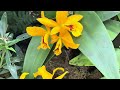 Don’t miss Amazing Orchid show in NewYork botanical garden 2024|