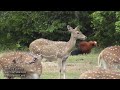 Herds Of Deer Grazing In The Forest Must Watch