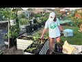 Planting asparagus in raised bed garden // Rockin G Farm & Garden