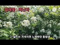 찔레꽃/백난아. 하모연주(A)중년신사/이원칠
