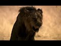 Tres leones se enfrentan a un macho que invade su territorio | National Geographic España