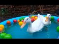 bebek bebek  berenang,berendam dan menyelam dikolam#bebekberenang ##duckworld #duckworld