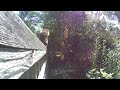 6-1-2021 Squirrel (and Chipmunk) Compilation