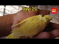 budgies parrot growth day 1 to day 31 | budgies parrot growth process day by day