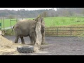 Anne the elephant says goodbye to the circus