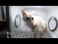 長女猫ジジに続き、次女猫メイもペットドライヤーを試しました！大嫌いなお風呂は克服出来たのでしょうか…？🐈メイお風呂編🙀