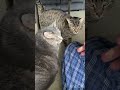 Two churu monsters and daddy kitty #catlover #cat #funnyvideo #animals #cute #shortsvideo