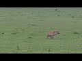 Hyena hunting for Wildbeast