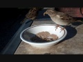 How to Identify House Sparrows  0001