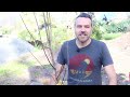 How to Plant Fruit Trees for MAXIMUM Growth and Fruiting
